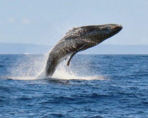 Maui Whale Watching