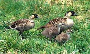 Nene nesting