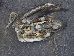 Dead Albatross And Plastic - Photo by USFWSHQ - flickr.com