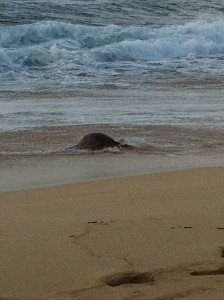 Sea Turtle Leaving Beach photo by Hawaii Travel Podcast