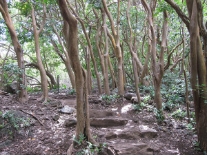 Waimoku Falls hike