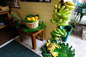 Fresh fruit daily at Dolphin Bay Hotel