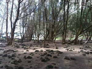 Beach at Pololu Valley hike