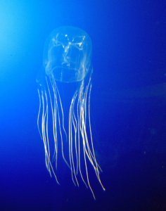 Box Jellyfish by Guido Gautsch