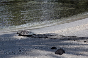 Green Sea Turtle