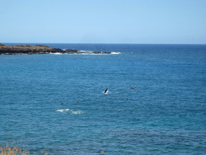 Hulopoe Bay Spinner Dolphins