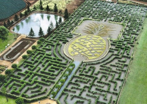 Pineapple-Garden-Maze