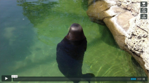 Silly, spinning Hawaiian Monk Seal