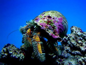 Waikiki Aquarium