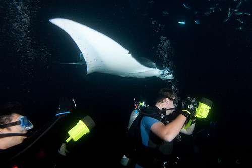 Manta Ray Night Dive