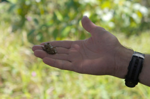 Coqui Frog